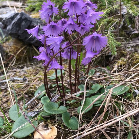 Soldanella hungarica: Plant in habitat Rock areas in the NatureSpots App