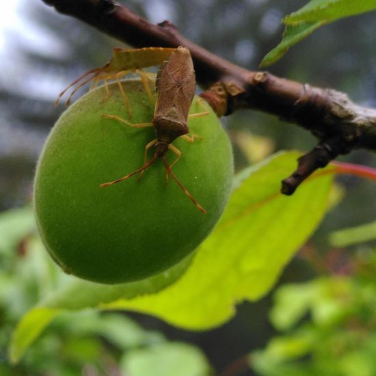 Braune Randwanze: Tier im Habitat Garten in der NatureSpots App