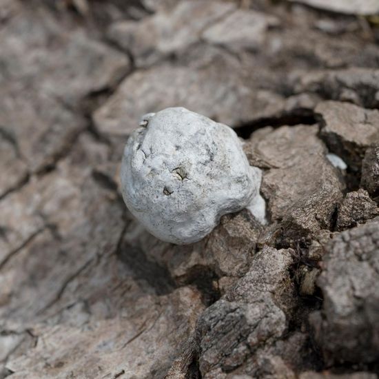 Fomes fomentarius: Mushroom in habitat Grassland in the NatureSpots App