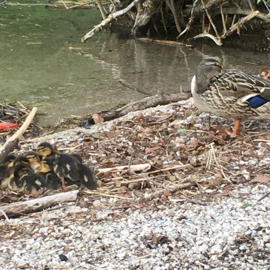 Stockente: Tier im Habitat See in der NatureSpots App