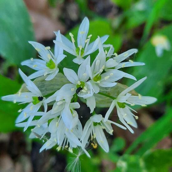 Allium ursinum: Plant in habitat Park in the NatureSpots App