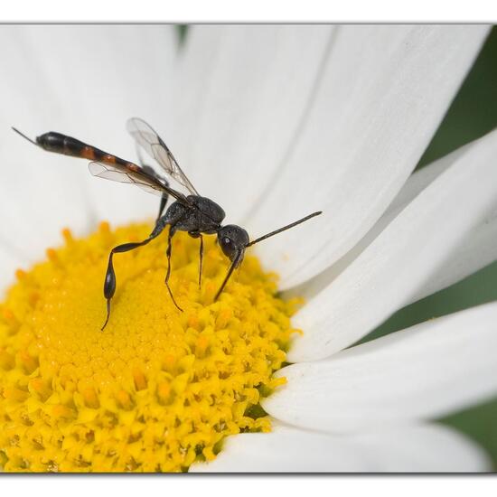 Gasteruption undulatum: Tier im Habitat Garten in der NatureSpots App