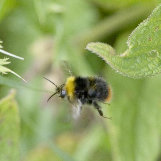 Early bumblebee: Animal in habitat Agricultural meadow in the NatureSpots App