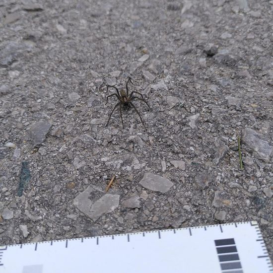 Große Winkelspinne: Tier im Habitat Strasse/Verkehr in der NatureSpots App