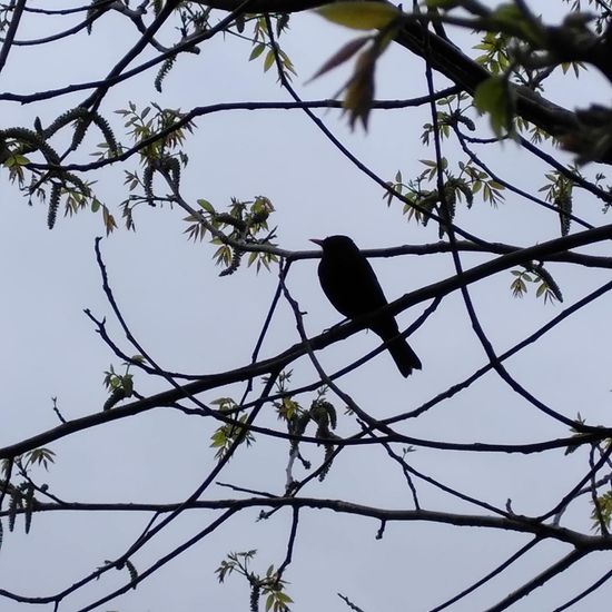 Amsel: Tier im Habitat Garten in der NatureSpots App