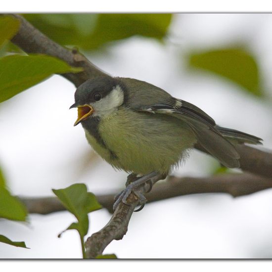 Great Tit: Animal in habitat Garden in the NatureSpots App