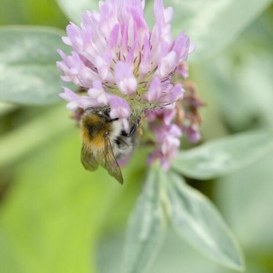Bombus pascuorum: Animal in habitat Agricultural meadow in the NatureSpots App