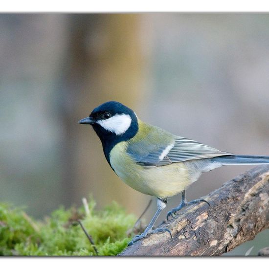 Kohlmeise: Tier im Habitat Hinterhof in der NatureSpots App