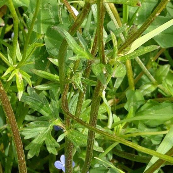 Grashüpfer: Tier im Habitat Halb-natürliches Grasland in der NatureSpots App