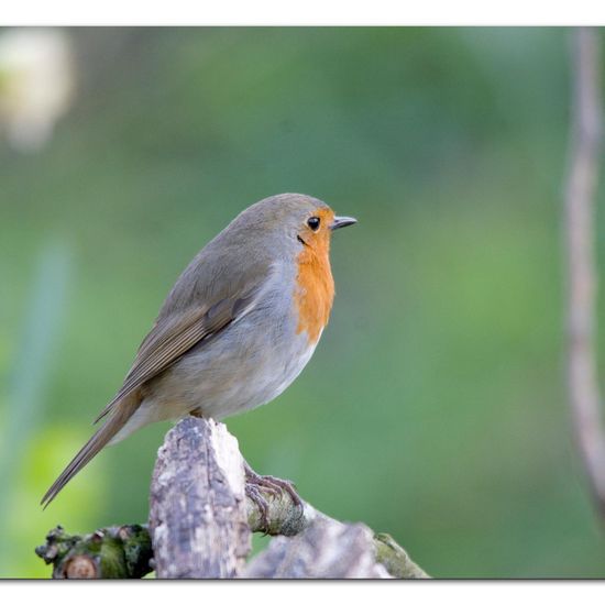 Rotkehlchen: Tier im Habitat Hinterhof in der NatureSpots App