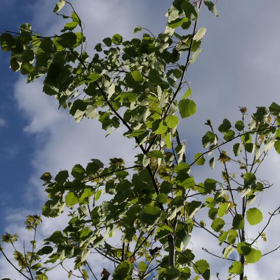 Populus tremula: Plant in habitat Temperate forest in the NatureSpots App