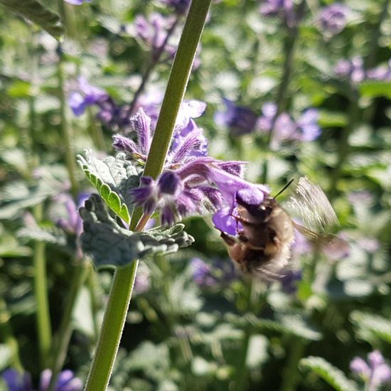 Echte Bienen: Tier im Habitat Park in der NatureSpots App