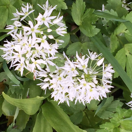 Allium ursinum: Plant in nature in the NatureSpots App