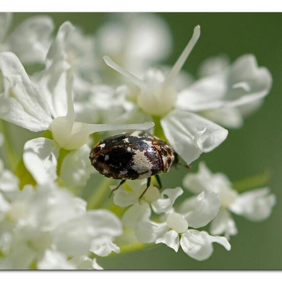 Wollkrautblütenkäfer: Tier im Habitat Garten in der NatureSpots App