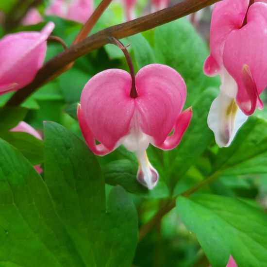 Tränendes Herz: Pflanze im Habitat Garten in der NatureSpots App