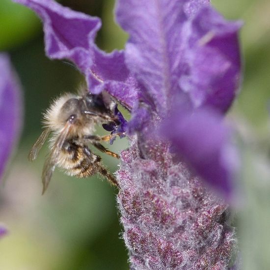 Eine unbekannte Art: Tier im Habitat Garten in der NatureSpots App