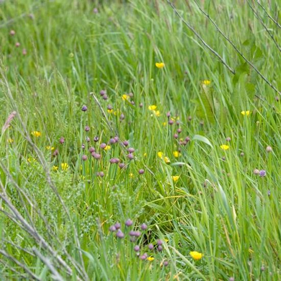 Chives: Plant in habitat Buffer strip in the NatureSpots App