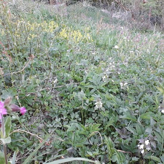 Landschaft: Grasland und Büsche im Habitat Anderes Grasland/Busch-Habitat in der NatureSpots App