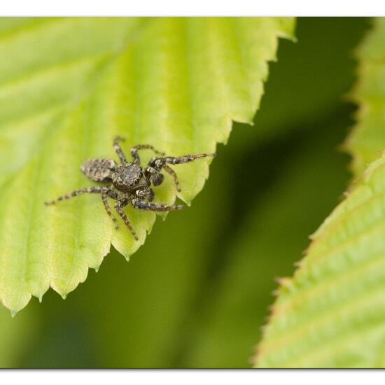 Rindenspringspinne: Tier im Habitat Garten in der NatureSpots App