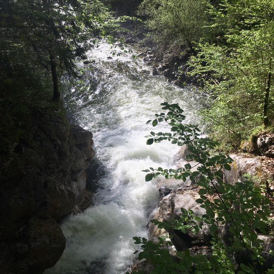 Landschaft: Süßwasser im Habitat Bach in der NatureSpots App