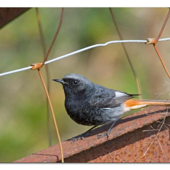 Black Redstart: Animal in habitat Backyard in the NatureSpots App