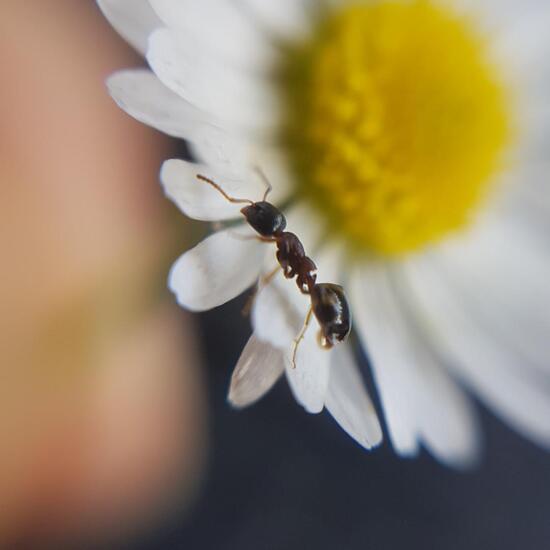 Dolichoderus quadripunctatus: Tier in der Natur in der NatureSpots App