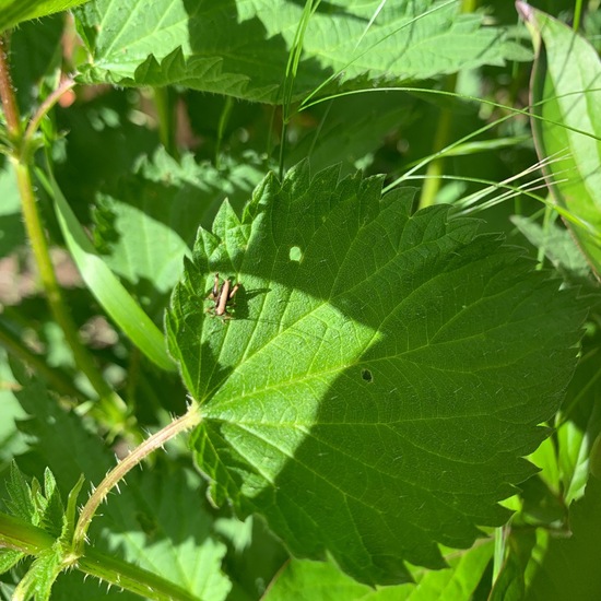 Eine unbekannte Art: Tier im Habitat Garten in der NatureSpots App