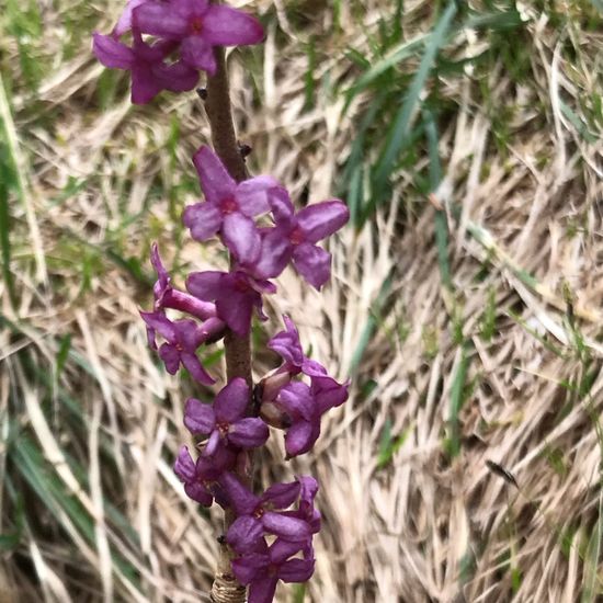 Daphne mezereum: Plant in habitat Boreal forest in the NatureSpots App