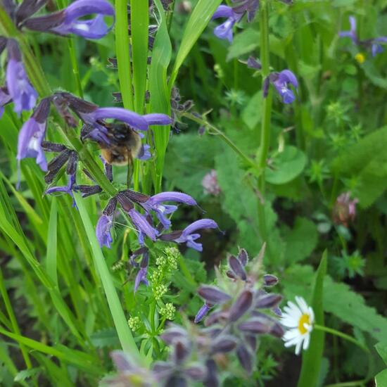 Kärntner Biene: Tier im Habitat Naturnahe Wiese in der NatureSpots App