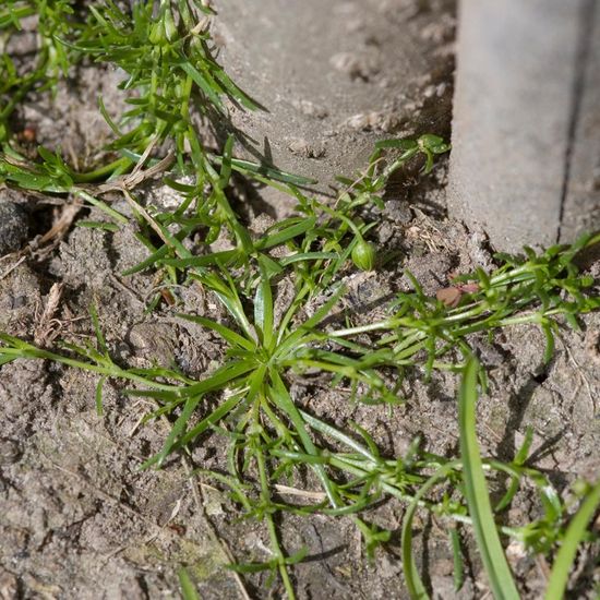 Niederliegendes Mastkraut: Pflanze im Habitat Garten in der NatureSpots App