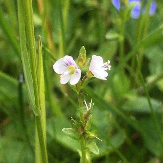 Quendel-Ehrenpreis: Pflanze im Habitat Garten in der NatureSpots App