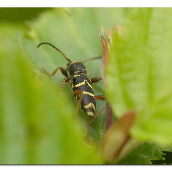 Echter Widderbock: Tier im Habitat Garten in der NatureSpots App