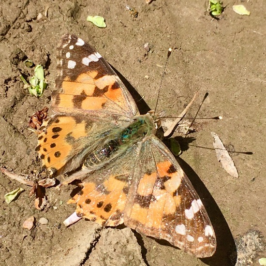 Vanessa cardui: Animal in habitat Buffer strip in the NatureSpots App