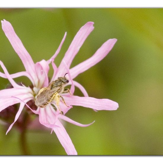 Eine unbekannte Art: Tier im Habitat Naturnahe Wiese in der NatureSpots App