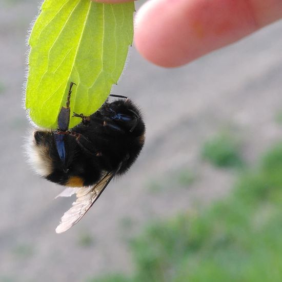 Dunkle Erdhummel: Tier im Habitat Strasse/Verkehr in der NatureSpots App