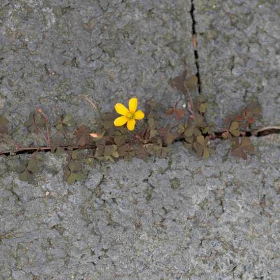 Horn-Sauerklee: Pflanze im Habitat Innenstadt in der NatureSpots App