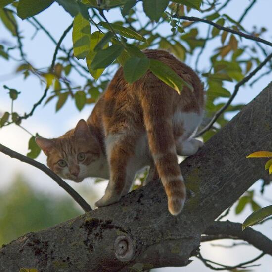 Felis catus: Tier im Habitat Garten in der NatureSpots App