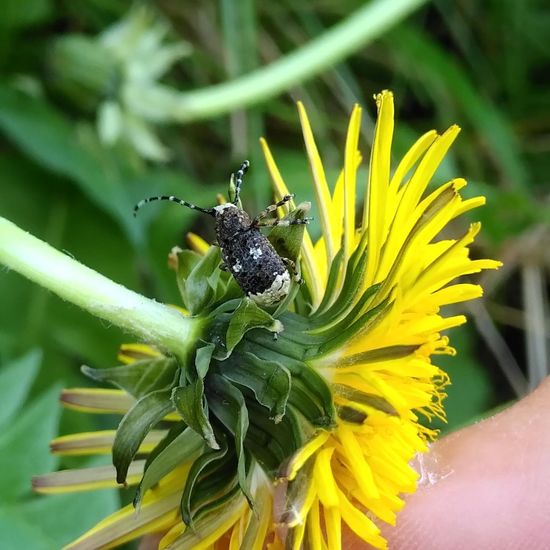 Platystomos albinus: Tier im Habitat Strasse/Verkehr in der NatureSpots App