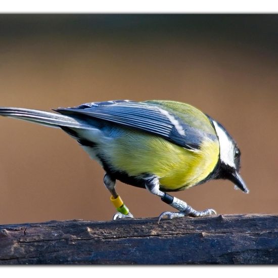 Kohlmeise: Tier im Habitat Hinterhof in der NatureSpots App