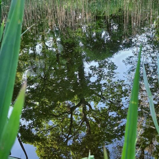 Landschaft: Süßwasser im Habitat Teich in der NatureSpots App