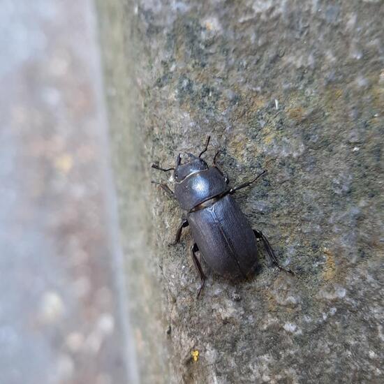 Balkenschröter: Tier im Habitat Stadt und Garten in der NatureSpots App