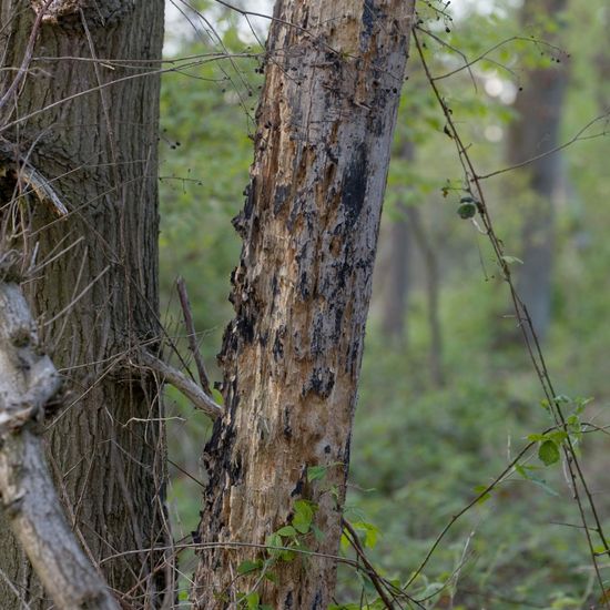 Landscape: Forest in the NatureSpots App