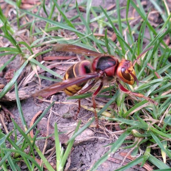 European hornet: Animal in habitat Garden in the NatureSpots App