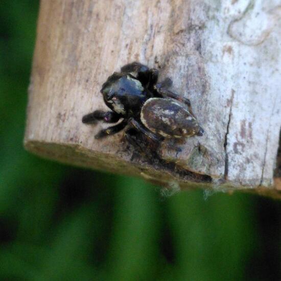 Macaroeris nidicolens: Tier im Habitat Garten in der NatureSpots App