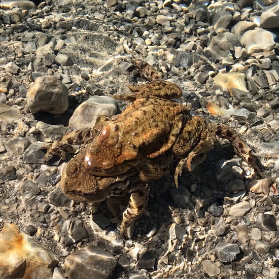 Common toad: Animal in habitat Lake in the NatureSpots App