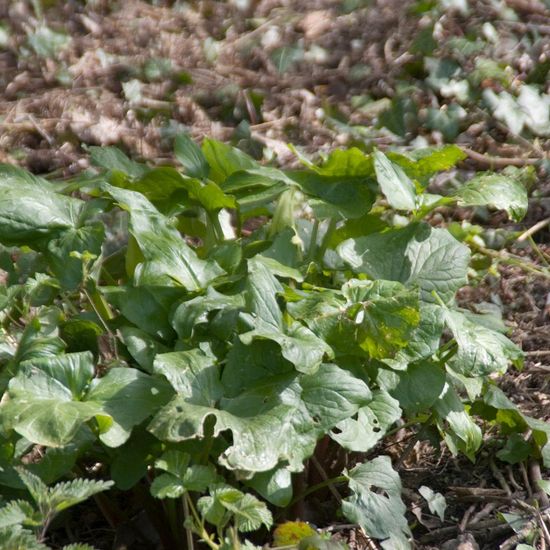 Arum maculatum: Plant in habitat Agricultural habitat in the NatureSpots App