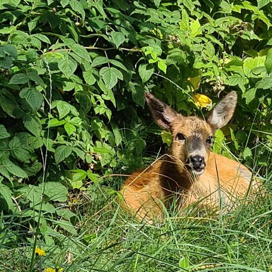 Roe deer: Animal in habitat Backyard in the NatureSpots App