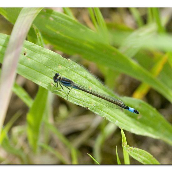 Blue-tailed damselfly: Animal in habitat Buffer strip in the NatureSpots App