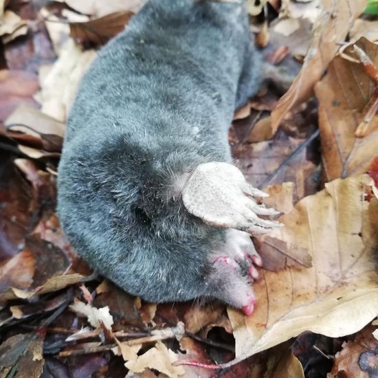 Europäischer Maulwurf: Tier im Habitat Wald der gemäßigten Breiten in der NatureSpots App