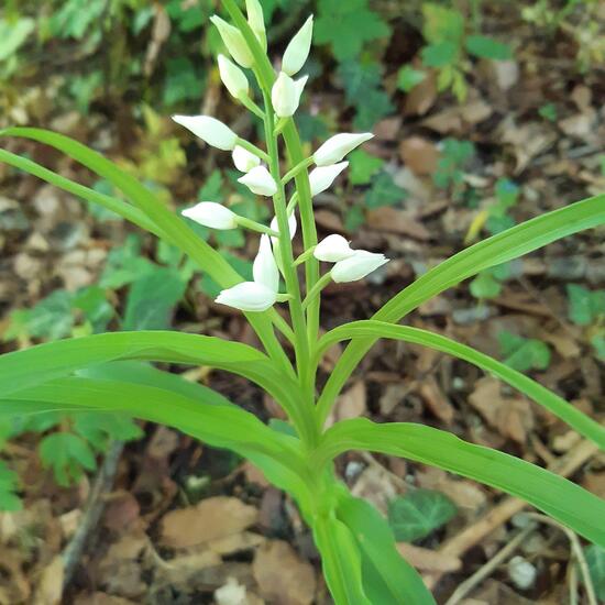 Weißes Waldvöglein: Pflanze im Habitat Wald in der NatureSpots App